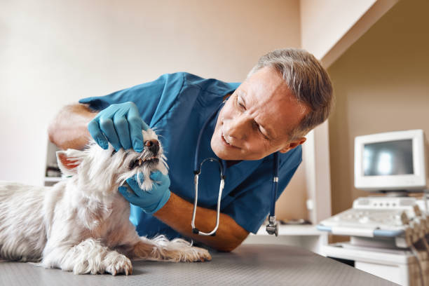 Best Same-Day Emergency Dental Services in Lyford, TX